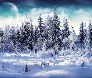 Zima, Śnieg, Las