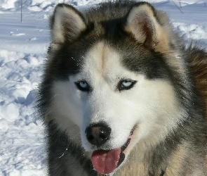 język, śnieg, Siberian Husky