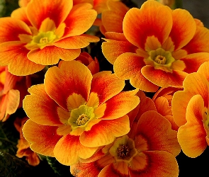 Pomarańczowa, Prymula