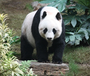 Panda wielka