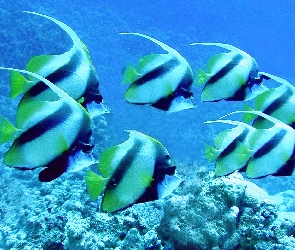 Rafa, Koralowa, Ryby