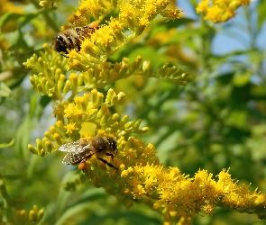 Kwiaty, Pszczoły