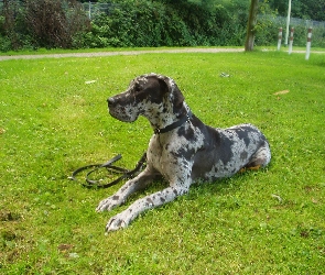 Leżący, Dog niemiecki