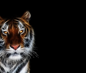 3D, Tygrys