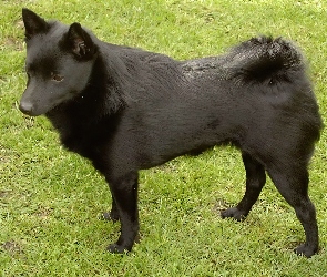 Schipperke, trawa, czarny