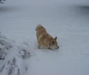 Norsk Buhund, zima