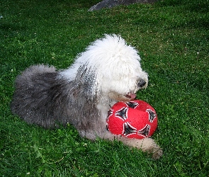 czerwona, piłka, Owczarek staroangielski Bobtail