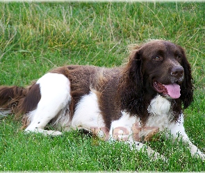 biało-brązowe, umaszczenie, Springer spaniel angielski