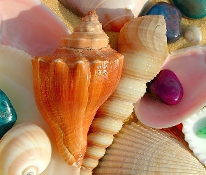 Kolorowe, Muszle