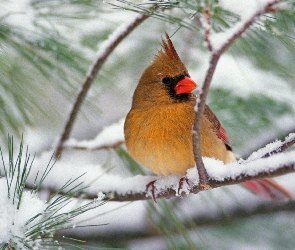 śnieg, gałąź, Ptak, czubek