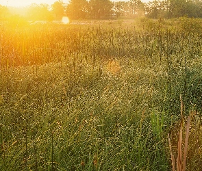 Wschód, Słońca, Łąka