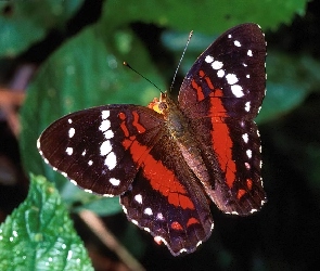 Liście, Zielone, Barwny, Motyl