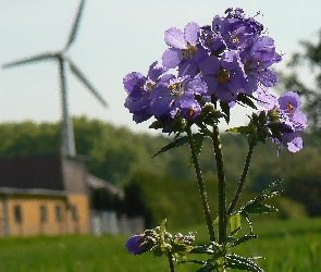 Wielosił błękitny