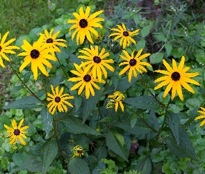 Odmiana, Goldsturm