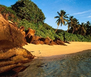 Wybrzeże, Palmy, Plaża