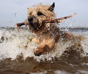 Pies, Patyk, Cairn Terrier