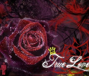 Czerwona, Miłość, Prawdziwa, Róża