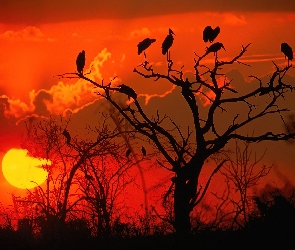 Afryka, Zachód Słońca, Drzewo