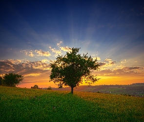 Drzewo, Słońca, Piękny, Zachód