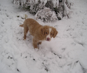 Szczeniak, śnieg, Retriever z Nowej Szkocji