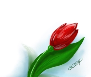 Kwiat, Tulipan
