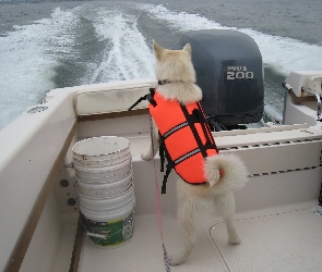 fale, motorówka, Norsk Buhund