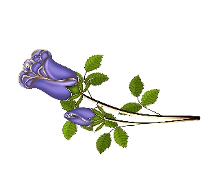 Niebieskie, Róże