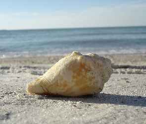 Muszla, Plaża