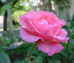 Różowa, Róża