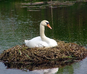 Łabędź, Woda, Gniazdo