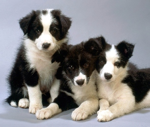 Słodkie, Collie, Border, Pieski, Trzy