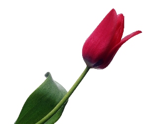 Tulipan, Liść, Czerwony