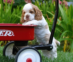 Wózek, Spaniel, Szczeniak, Cocker