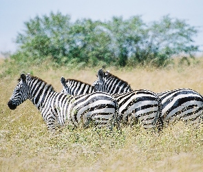 drzewa, trawy, zebry, sawanna