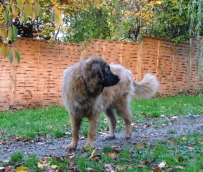 Leonberger, ogrodzenie