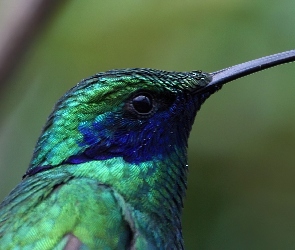 Niebiesko, Koliber, Zielony