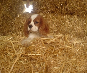 siano, King Charles Spaniel