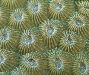 Oceanaria