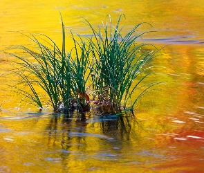 Jezioro, Trawa