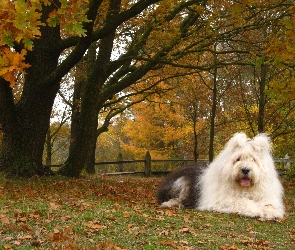 jesień, Owczarek staroangielski Bobtail