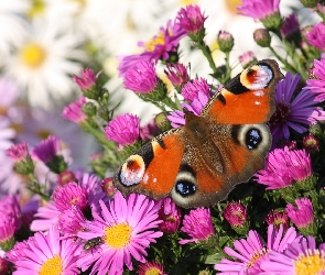 Rusałka, Motyl, Stokrotki, Różowe, Astry, Białe, Pawik