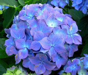 Niebieskawo, Hortensja, Kolor, Fioletowy
