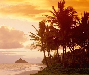 Hawaje, Plaża, Palmy