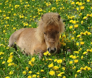 Konik, Łąka
