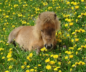 Łąka, Konik