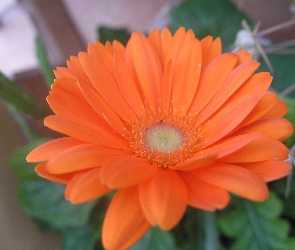 Pomarańczowa, Gerbera