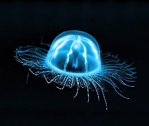 Świecąca, Meduza