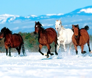 Konie, góry, tabun