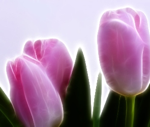 Tulipany, 3D, Różowe