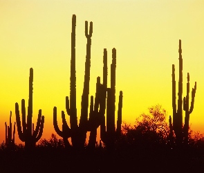 Pustynia, Arizona, Północna, Ameryka, Kaktusy